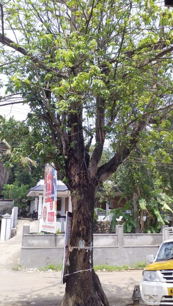 മുളവൂർ ചിറപ്പടിയിൽ  റോഡ് സെെഡിൽ അപകട ഭീക്ഷണി ഉയർത്തി നിൽക്കുന്ന മരം