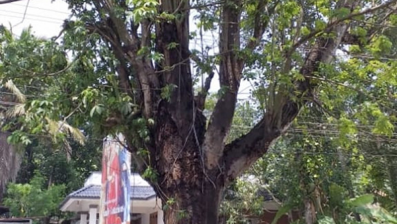 മുളവൂർ ചിറപടിയിൽ  റോഡിൽ നിൽക്കുന്ന  പഞ്ഞിമരം  അപകട ഭീക്ഷണി ഉയർത്തുന്നു