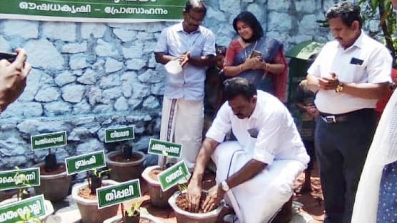 തൃക്കളത്തൂർ ഗവ.എൽ പി ബി സ്കൂളിൽ ഔഷധ ഉദ്യാനത്തിന് തുടക്കമായി