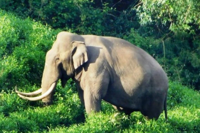 കാട്ടാനകളെക്കൊണ്ട് തോറ്റ് കർഷകർ; ഒറ്റരാത്രികൊണ്ട് പാടത്ത് പകുതിയോളം നെല്ല് നശിച്ചു