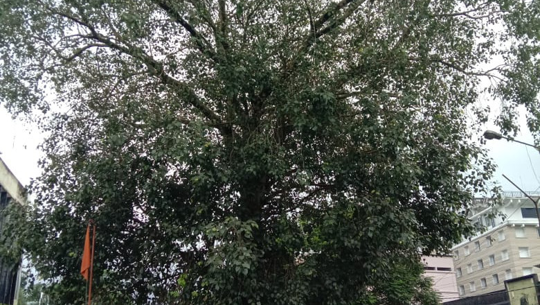 ആൽമരം സംരക്ഷിക്കണമെന്നാവശ്യം ശക്തം