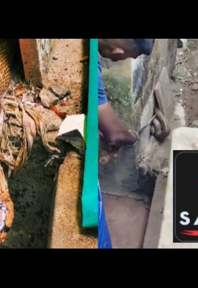 അങ്കണവാടിയില്‍ കൂറ്റൻ മൂര്‍ഖൻ പാമ്പ് ; അപകടം ഒഴിവായത് ഭാഗ്യംകൊണ്ട്