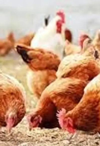 കോഴിക്കോട് പക്ഷിപ്പനി സ്ഥിരീകരിച്ചു, പക്ഷികളെ കൊന്നൊടുക്കല്‍ നടപടികള്‍ ഉടൻ