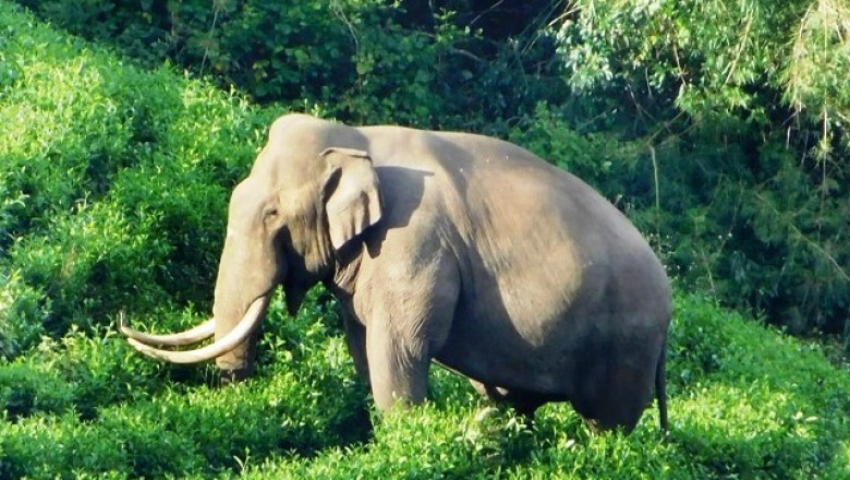 കാട്ടാനകളെക്കൊണ്ട് തോറ്റ് കർഷകർ; ഒറ്റരാത്രികൊണ്ട് പാടത്ത് പകുതിയോളം നെല്ല് നശിച്ചു