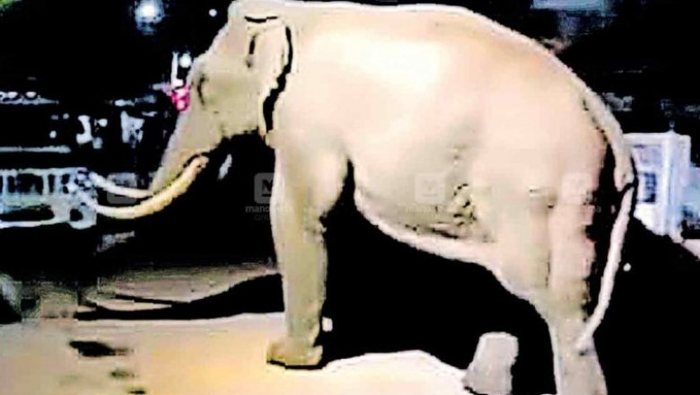 മൂന്നാർ കോളനിയിൽ വീണ്ടും കാട്ടുകൊമ്പൻ പടയപ്പ