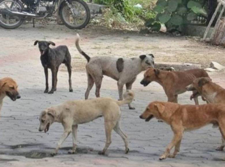 തെരുവുനായകളെ നേരിടാന്‍ എയര്‍ഗണ്‍; സമീറിനെതിരെ പൊലീസ് കേസ്