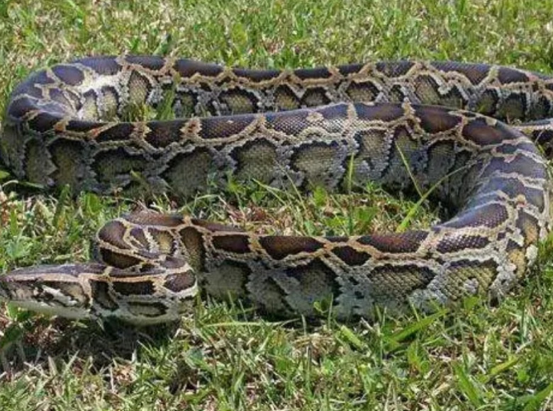കുഞ്ഞിന് മരുന്ന് വാങ്ങാന്‍ പുറത്തിറങ്ങി , യുവതിയെ പെരുമ്പാമ്പ് വിഴുങ്ങി ; ഒരു മാസത്തിനിടെ രണ്ടാമത്തെ സംഭവം