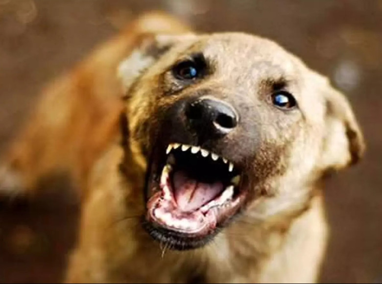 സംസ്ഥാനത്ത് തെരുവുനായയുടെ കടിയേറ്റ് കഴിഞ്ഞ 10 വർഷത്തിനിടെ മരിച്ചത് 12 കുട്ടികൾ.