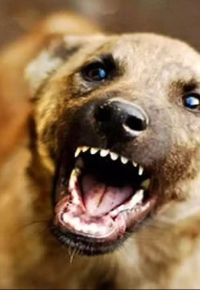 സംസ്ഥാനത്ത് തെരുവുനായയുടെ കടിയേറ്റ് കഴിഞ്ഞ 10 വർഷത്തിനിടെ മരിച്ചത് 12 കുട്ടികൾ.